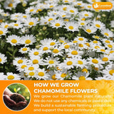 Lavendium, Premium Dried Chamomile Flowers – Whole Chamomile Flower, Premium Quality, 100% Natural & Pure, Naturally Caffeine-Free, No Additives or Preservatives, Plant-Based & Vegan