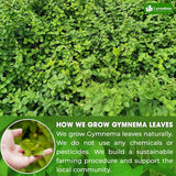 Lavendium, Premium Gymnema Leaf Tea Bags, 100% Natural & Pure from Gymnema Leaves, Gymnema Tea Bags for Diabetics - COLD-DRIED for Maximum Freshness and Nutrient Retention, No Sugar, Vegan