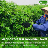 Lavendium, Premium Gymnema Leaf Tea Bags, 100% Natural & Pure from Gymnema Leaves, Gymnema Tea Bags for Diabetics - COLD-DRIED for Maximum Freshness and Nutrient Retention, No Sugar, Vegan