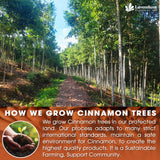 Lavendium, Premium Pure Cinnamon Tea Bags, Made of 100% Natural Cinnamon Sticks, Herbal Tea, No Additives, No Caffeine, No Gluten, Vegan