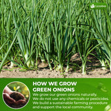 Lavendium, Dried Chopped Green Onions, 100% Natural & Pure Scallion Flakes, Non-GMO, No Preservatives, Gluten-Free, Plant-Based & Vegan, Perfect for Cooking, Salads & Garnish