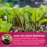 Lavendium Beetroot Powder 8oz – 100% Pure Red Beet Root, Finely Ground, Non-GMO, No Additives or Preservatives, Plant-Based & Vegan, Natural Food Coloring