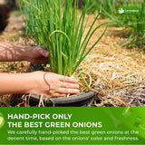 Lavendium, Dried Chopped Green Onions, 100% Natural & Pure Scallion Flakes, Non-GMO, No Preservatives, Gluten-Free, Plant-Based & Vegan, Perfect for Cooking, Salads & Garnish