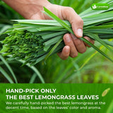 Lavendium, Dried Lemongrass Tea Leaves, 100% Natural & Pure Lemongrass Herb, No Additives or Preservatives, Non-GMO, Plant-Based & Vegan, Perfect for Herbal Tea & Infusions