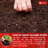 Lavendium, Premium 1.56 lbs Cayenne Pepper Powder– Pure Ground Red Pepper, Bold and Spicy Flavor