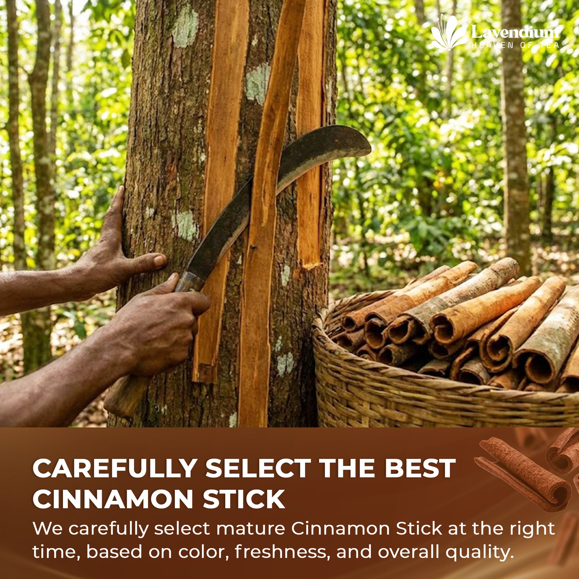 Lavendium, Premium 20oz (1.25 lbs) Cinnamon Powder, 100% Natural & Pure Ground Cinnamon Bark, No Additives or Preservatives, Non-GMO, Gluten-Free, Plant-Based & Vegan, Perfect for Baking, Cooking & Beverages