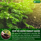 Lavendium, 4 oz Premium Dried Parsley Leaves – 100% Pure, Non-GMO, Gluten-Free, Vegan – Aromatic Culinary Herb for Cooking, Garnish, and Seasoning – No Additives or Preservatives – Resealable Bag