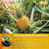 Lavendium, Dried Pineapple Slices 6oz – Premium Quality, Naturally Sweet & Tangy, Tropical Snack, Non-GMO, No Added Preservatives, Resealable Bag. Vegan