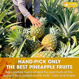 Lavendium, Dried Pineapple Slices 6oz – Premium Quality, Naturally Sweet & Tangy, Tropical Snack, Non-GMO, No Added Preservatives, Resealable Bag. Vegan